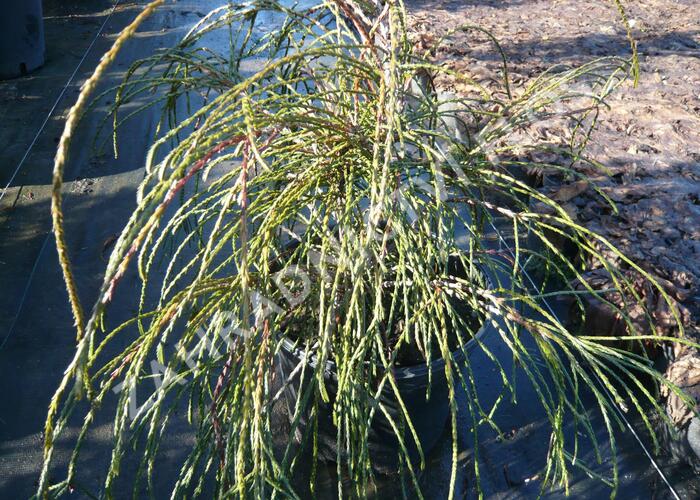Zerav řasnatý 'Whipcord' - Thuja plicata 'Whipcord'
