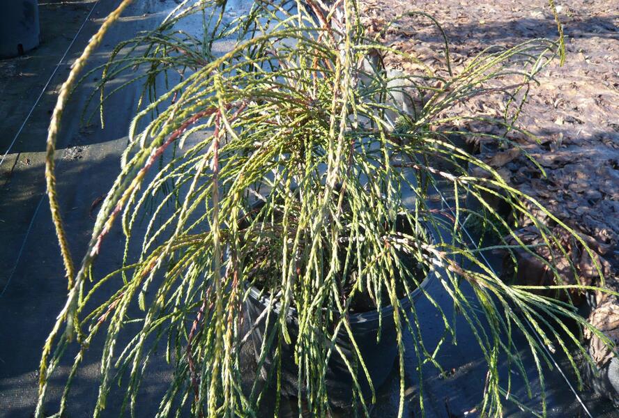 Túje obrovská, zerav řasnatý 'Whipcord' - Thuja plicata 'Whipcord'