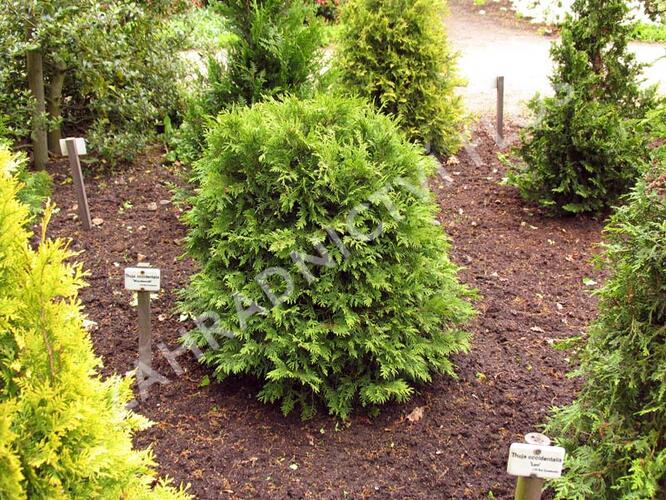 Zerav, túje západní 'Woodwardii' - Thuja occidentalis 'Woodwardii'