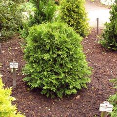 Zerav, túje západní 'Woodwardii' - Thuja occidentalis 'Woodwardii'