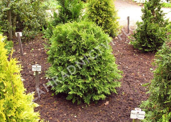 Zerav západní 'Woodwardii' - Thuja occidentalis 'Woodwardii'