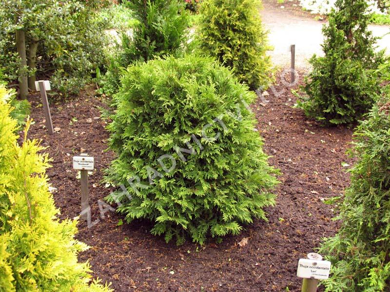 Túje, zerav západní 'Woodwardii' - Thuja occidentalis 'Woodwardii'