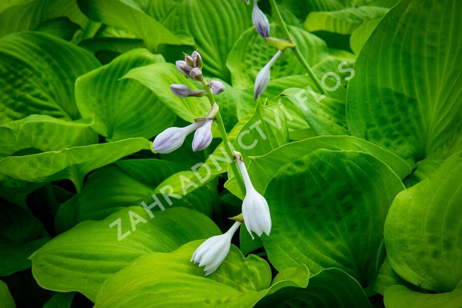 Bohyška 'Banana Kid' - Hosta 'Banana Kid'