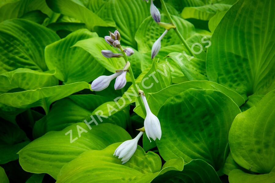 Bohyška 'Banana Kid' - Hosta 'Banana Kid'