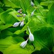 Bohyška 'Banana Kid' - Hosta 'Banana Kid'