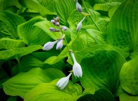Bohyška 'Banana Kid' - Hosta 'Banana Kid'