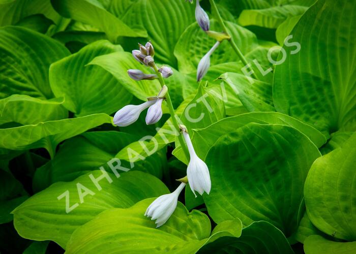 Bohyška 'Banana Kid' - Hosta 'Banana Kid'
