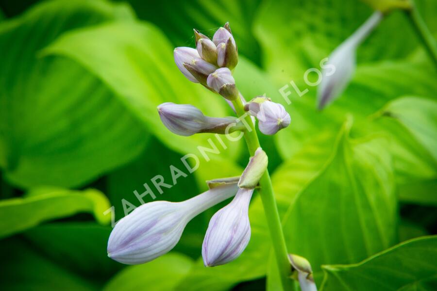 Bohyška 'Banana Kid' - Hosta 'Banana Kid'
