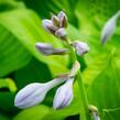 Bohyška 'Banana Kid' - Hosta 'Banana Kid'