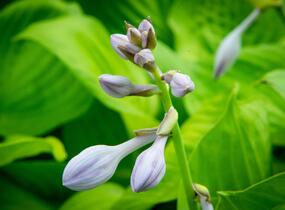 Bohyška 'Banana Kid' - Hosta 'Banana Kid'