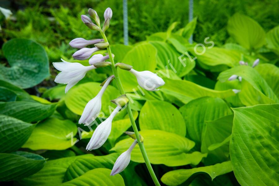 Bohyška 'Banana Kid' - Hosta 'Banana Kid'