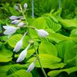 Bohyška 'Banana Kid' - Hosta 'Banana Kid'