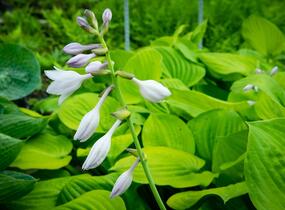 Bohyška 'Banana Kid' - Hosta 'Banana Kid'