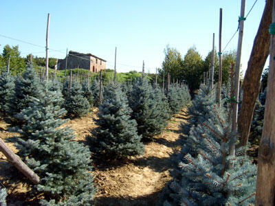 Smrk pichlavý 'Argentea' - Picea pungens 'Argentea'