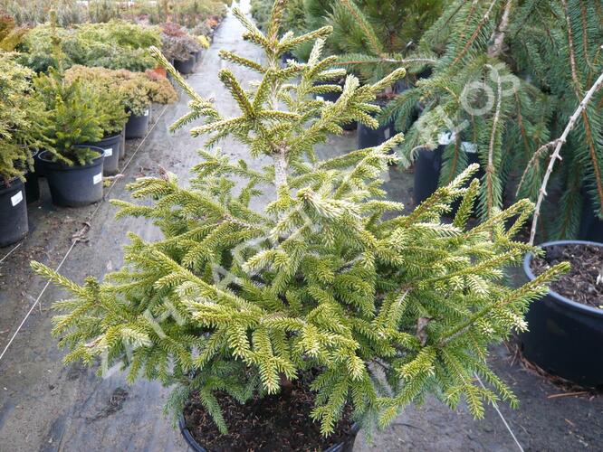 Smrk východní 'Early Gold' - Picea orientalis 'Early Gold'