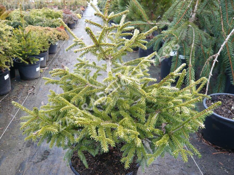 Smrk východní 'Early Gold' - Picea orientalis 'Early Gold'