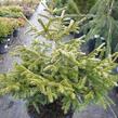 Smrk východní 'Early Gold' - Picea orientalis 'Early Gold'