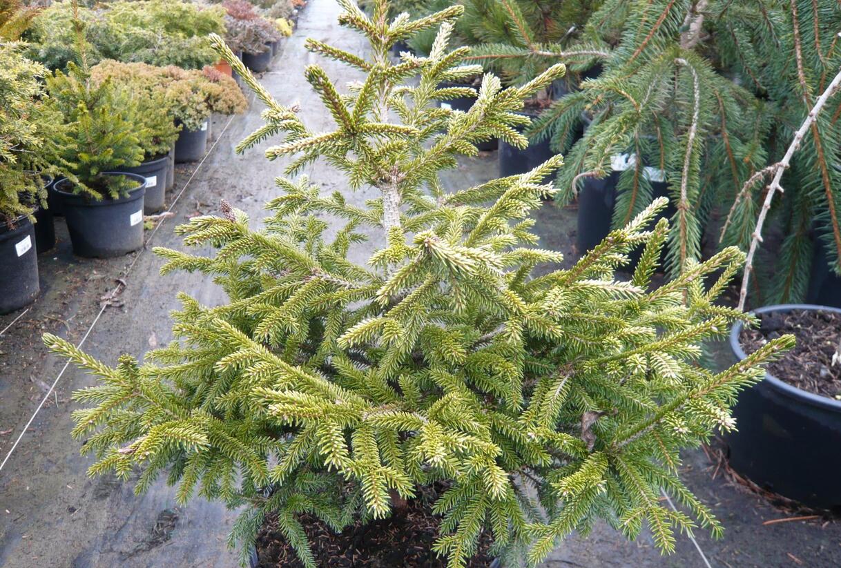 Smrk východní 'Early Gold' - Picea orientalis 'Early Gold'