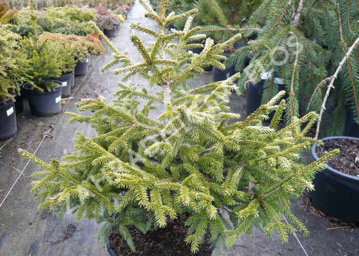 Smrk východní 'Early Gold' - Picea orientalis 'Early Gold'
