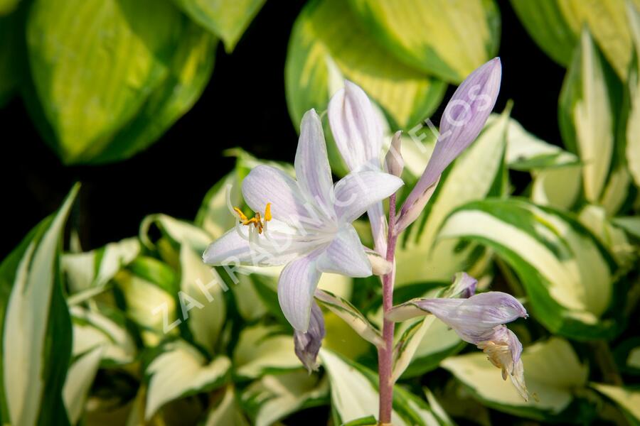 Bohyška 'Paul Revere' - Hosta 'Paul Revere'