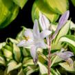 Bohyška 'Paul Revere' - Hosta 'Paul Revere'