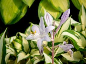 Bohyška 'Paul Revere' - Hosta 'Paul Revere'