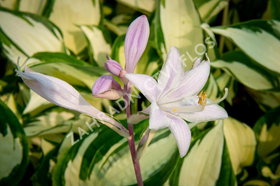 Bohyška 'Paul Revere' - Hosta 'Paul Revere'