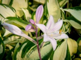 Bohyška 'Paul Revere' - Hosta 'Paul Revere'