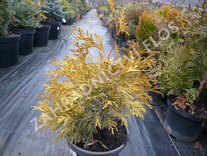 Zerav, túje západní 'Golden Globe' - Thuja occidentalis 'Golden Globe'