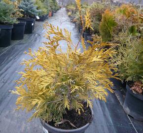 Zerav, túje západní 'Golden Globe' - Thuja occidentalis 'Golden Globe'