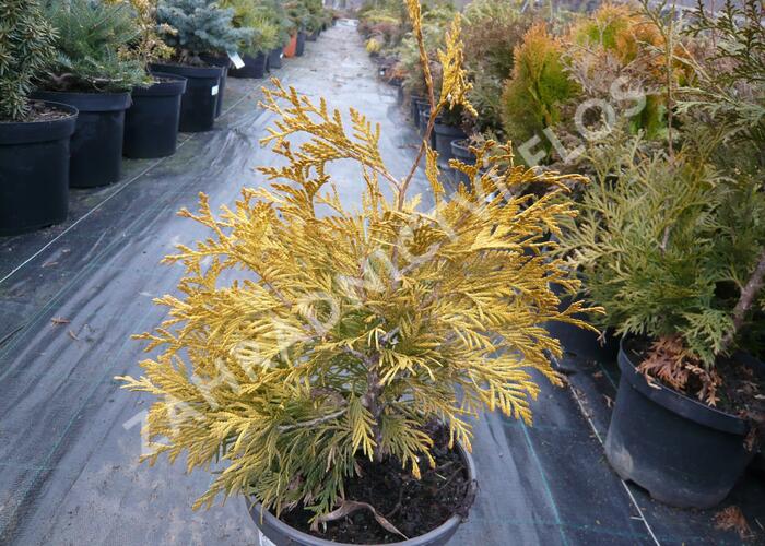 Zerav západní 'Golden Globe' - Thuja occidentalis 'Golden Globe'