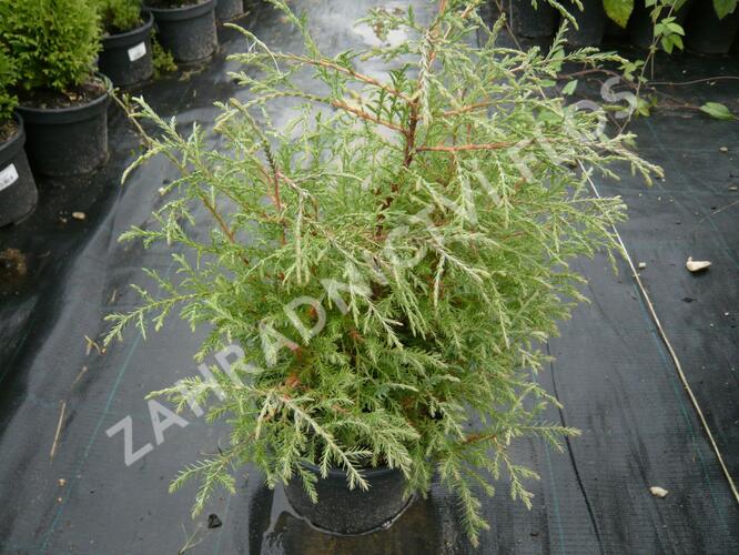 Zerav západní 'Abel Twa' - Thuja occidentalis 'Abel Twa'