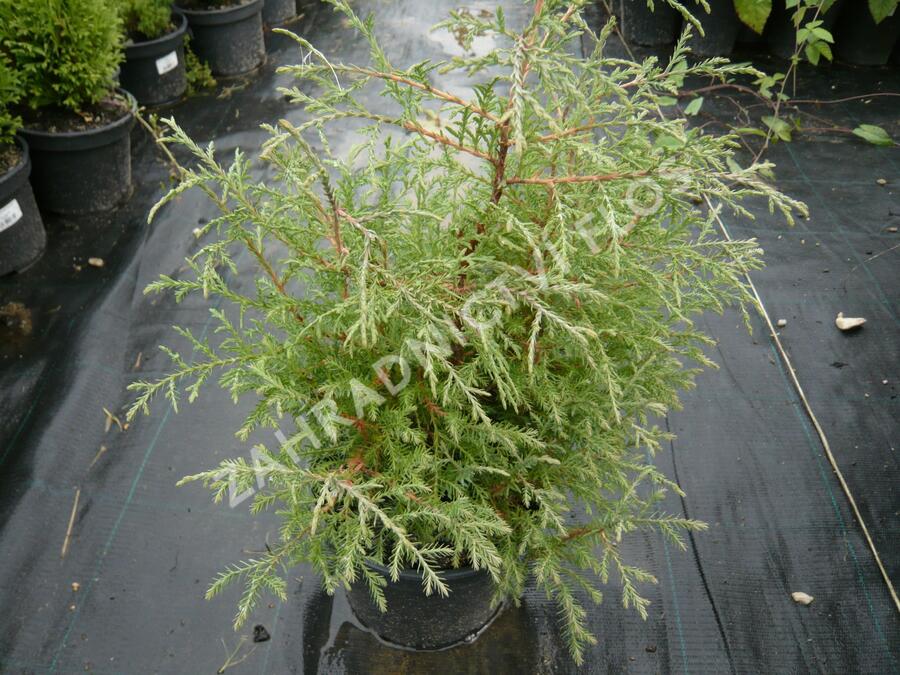 Zerav západní 'Abel Twa' - Thuja occidentalis 'Abel Twa'