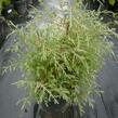 Zerav západní 'Abel Twa' - Thuja occidentalis 'Abel Twa'