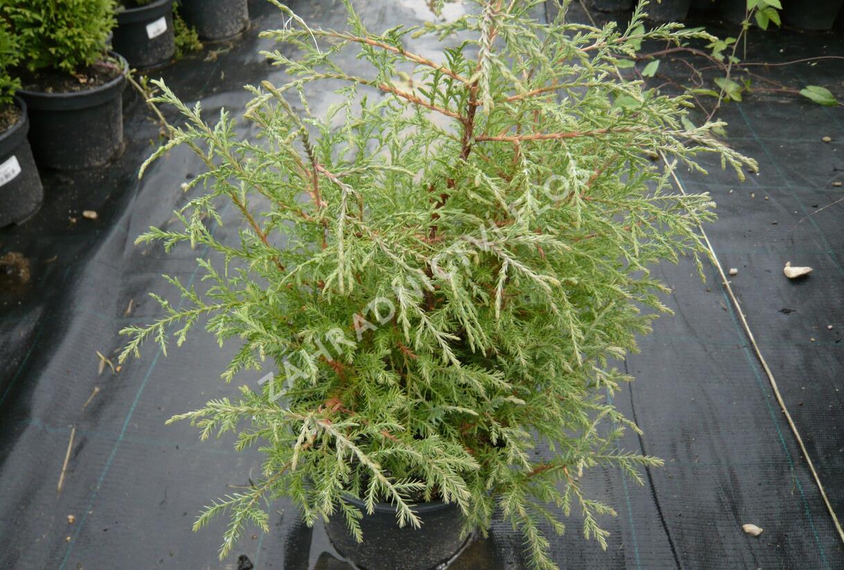 Túje, zerav západní 'Abel Twa' - Thuja occidentalis 'Abel Twa'