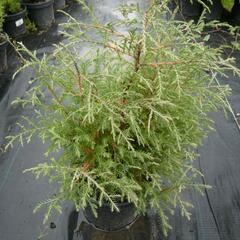 Zerav západní 'Abel Twa' - Thuja occidentalis 'Abel Twa'
