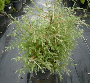 Zerav, túje západní 'Abel Twa' - Thuja occidentalis 'Abel Twa'