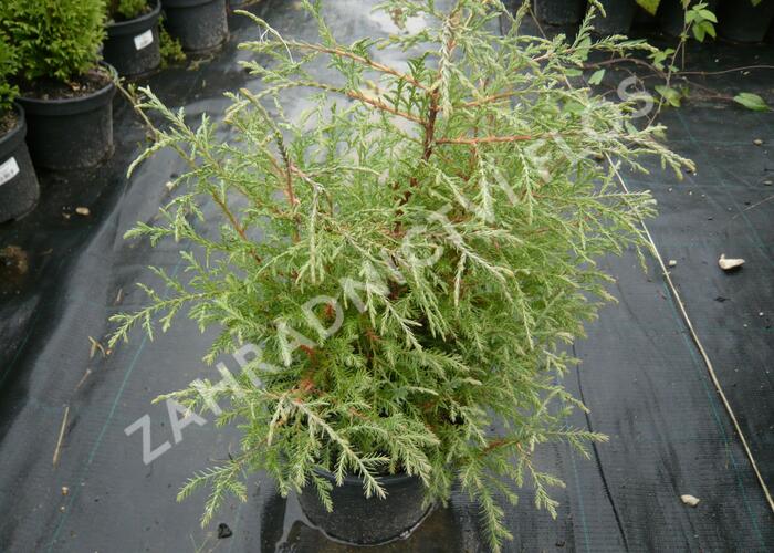 Zerav západní 'Abel Twa' - Thuja occidentalis 'Abel Twa'