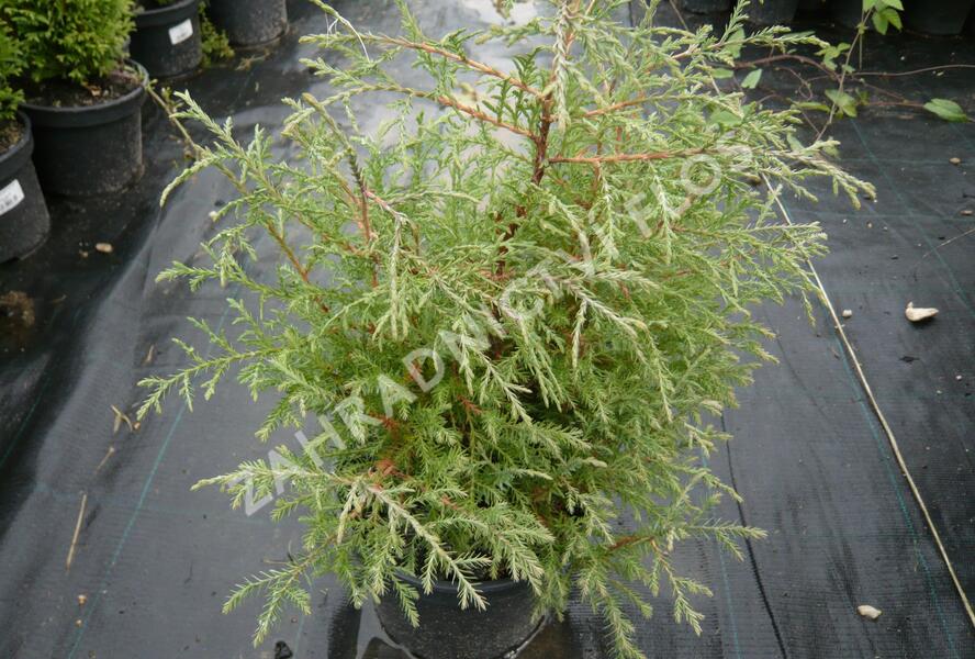 Túje, zerav západní 'Abel Twa' - Thuja occidentalis 'Abel Twa'