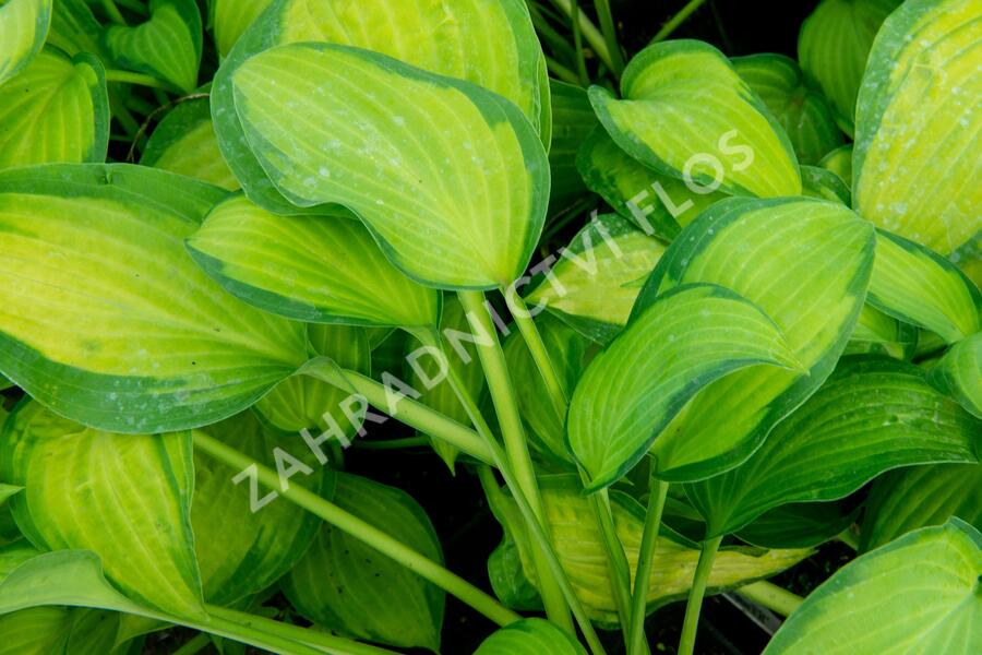 Bohyška 'Orange Marmalade' - Hosta 'Orange Marmalade'