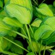 Bohyška 'Orange Marmalade' - Hosta 'Orange Marmalade'