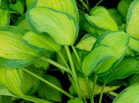 Bohyška 'Orange Marmalade' - Hosta 'Orange Marmalade'