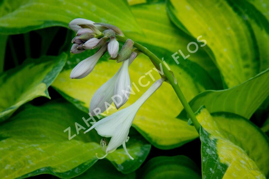Bohyška 'Orange Marmalade' - Hosta 'Orange Marmalade'