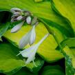 Bohyška 'Orange Marmalade' - Hosta 'Orange Marmalade'