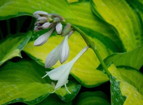 Bohyška 'Orange Marmalade' - Hosta 'Orange Marmalade'