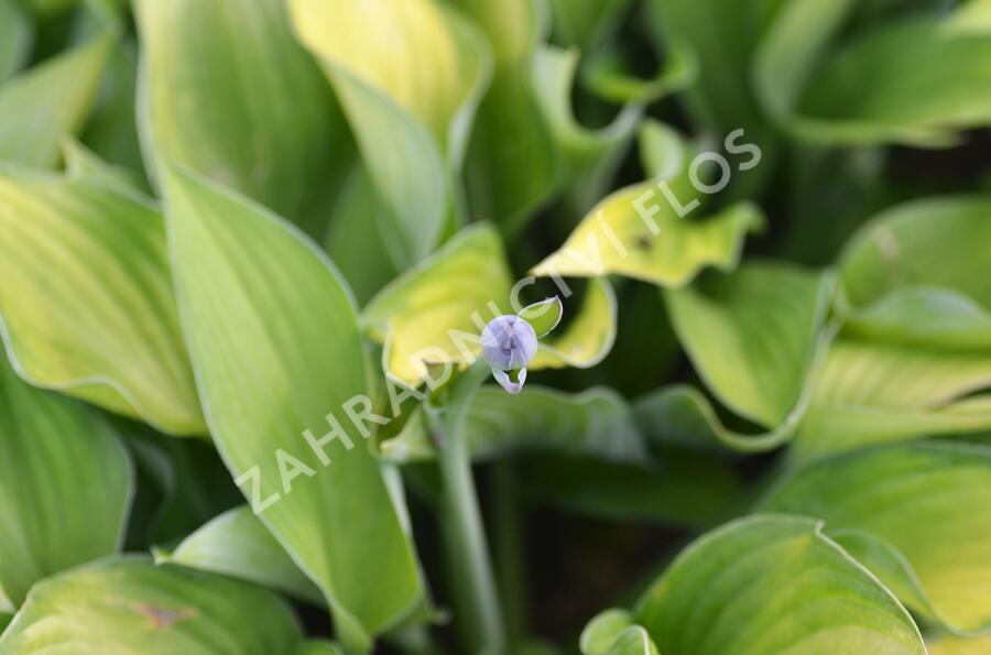 Bohyška 'Gold Standard' - Hosta 'Gold Standard'