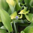 Bohyška 'Gold Standard' - Hosta 'Gold Standard'