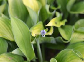 Bohyška 'Gold Standard' - Hosta 'Gold Standard'