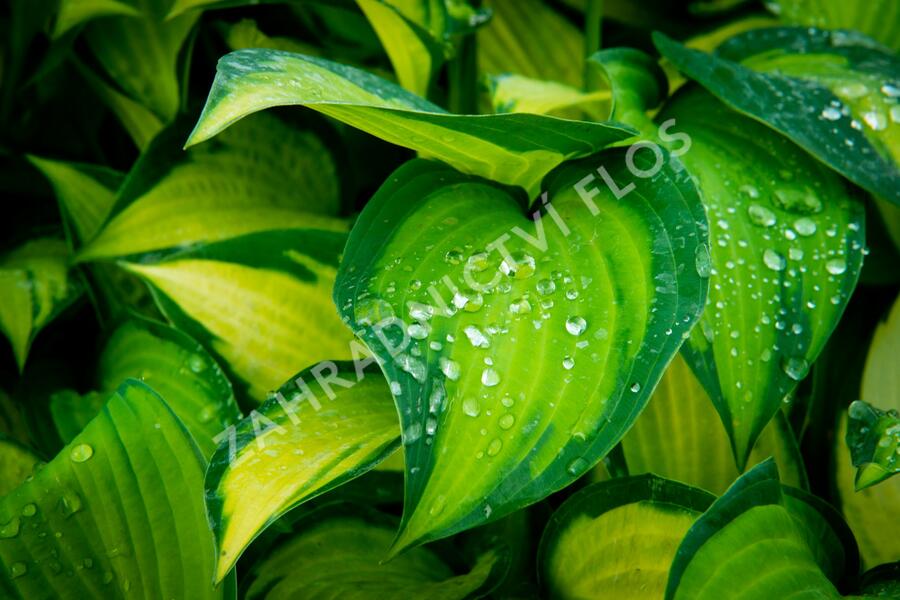 Bohyška 'Gold Standard' - Hosta 'Gold Standard'