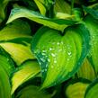 Bohyška 'Gold Standard' - Hosta 'Gold Standard'
